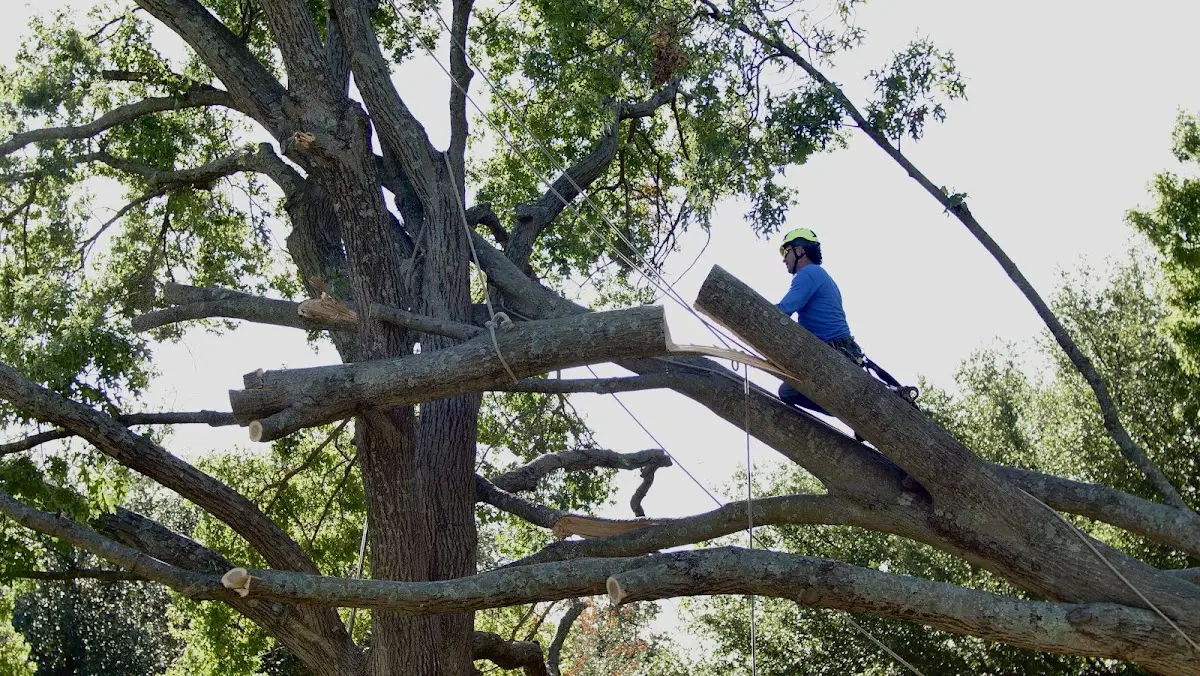 Professional Crown Thinning performed by certified arborists in Barberton