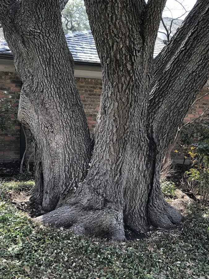 Mature heritage tree close to a Barberton property cared for by certified arborists